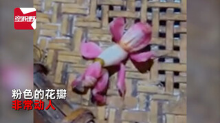 女子在花园发现鲜艳“兰花” 刚要伸手其竟然爬走了
