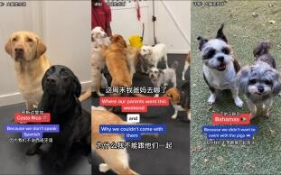 Sekolah Harian Anjing: Kemana Pergi Orang Tuaku?