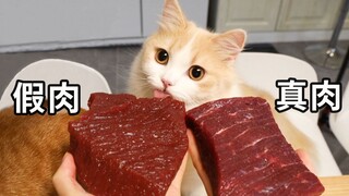 人造肉or真牛肉？测试猫咪能否分辨！橘猫：有区别吗？【花花与三猫】