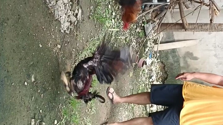 imported sweater vs Jap Asil