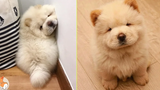 ChowChow - Cute and Funny Moments CuteVN