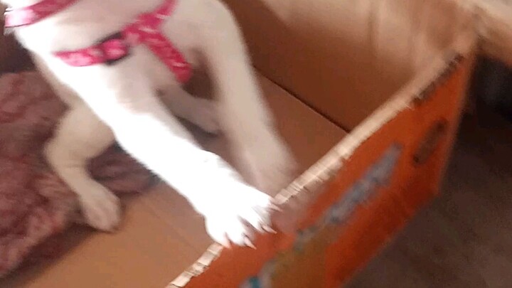 my cutie puppy 💖😘