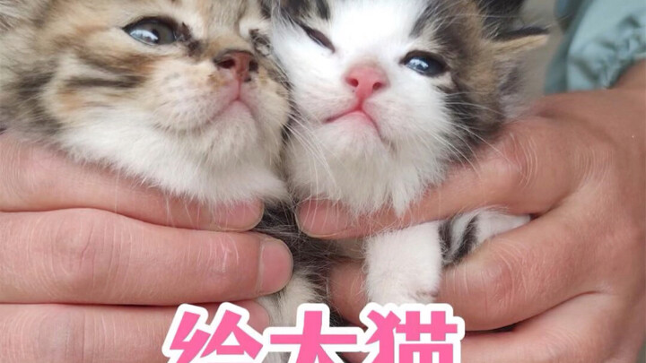แมวมีน้ำนมคั่ง จึงหาลูกบุญธรรมให้เธอ