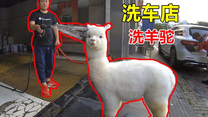 How to Give Alpacas a Free Bath? Boss: Don’t Come Back Next Time!