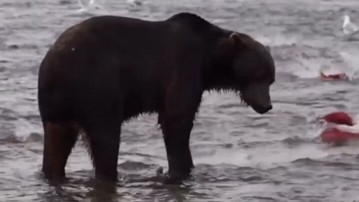 Bear: I can’t eat it all—I’ll never be able to finish it!