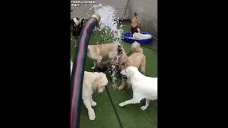 因为水，狗帮有了两个对立的阵营