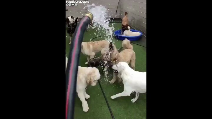 因为水，狗帮有了两个对立的阵营