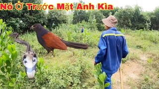 Cuộc Đi Săn Của 3 Anh Em Phát Hiện Bìm Bịp Đại Chiến Rắn Hổ Mang Cụ Hung Dữ|Săn Bắt Ẩm Thực Vùng Cao