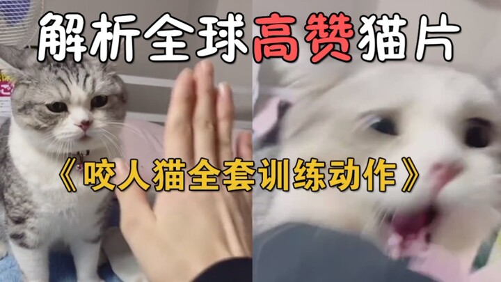 تحليل مقطع القطط الأعلى تقييمًا عالميًا: نموذج تدريب لتعليم قطة العض، تأكد من أنها ستعض بمجرد انتهاء