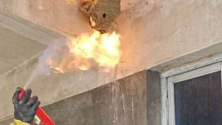 Hornet: What kind of grudge could this be that demands the annihilation of my entire clan?