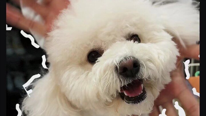 Even Kim Jisoo herself would be utterly shocked by her incredible expression control!