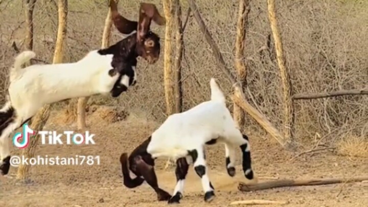 got animal friendly nice animal