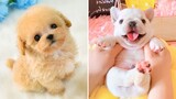 AWW CUTEST baby animals videos compilation cutest moment of the animals - OMG Cute Puppies #3