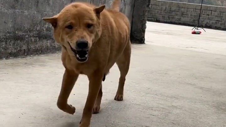 Sudah jadi anjing tua berusia belasan tahun, tapi masih saja manja