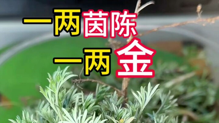 Sekarang di musim semi, rumput ini bernilai seharga seribu emas—cepat cek apakah di daerahmu ada!