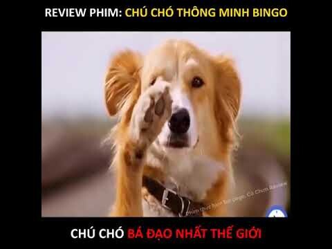 Review Phim Về Thú Cưng Hay Nhất 2020 | Chú Chó Bolga | Thỏ Review Phim YTB