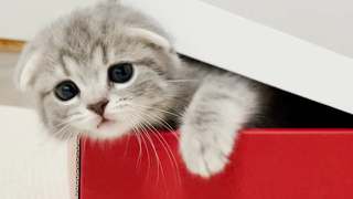 I tried to lock the kitten in a box and it was too cute… Scottish Fold Lulu
