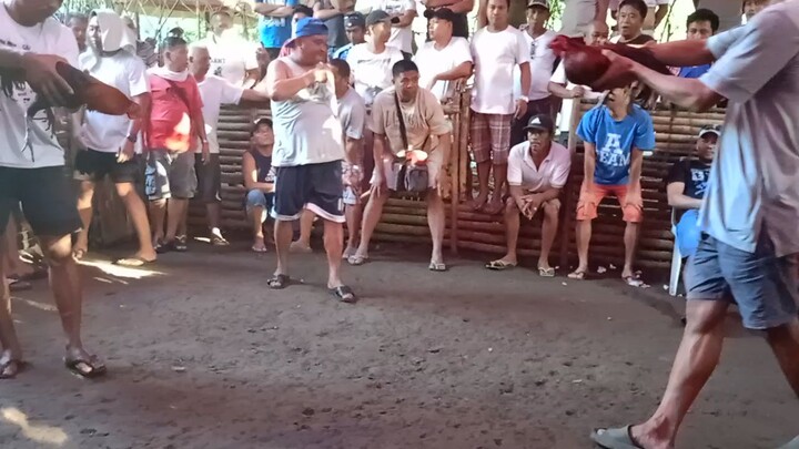 tupada sa barangay unang sabak ng ating wariors 10months old buyogin (win) dehado malaki kalaban🐓🐓