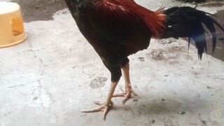 mangon si badai