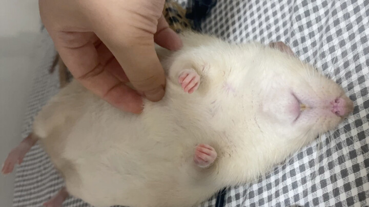 Đây có phải là thiên đường không, chuột ơi, tớ sắp lên trời rồi!