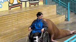 A keeper fell and injured his leg, so a sea lion came to guard him closely. Netizens: This is the an