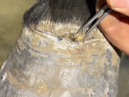 Memperbaiki tapal kuda pasti sakit ya?