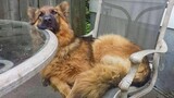 Funny Videos Of German Shepherds That Will Make You Laugh All Day