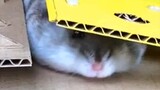 So hard being a rat