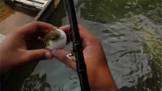 Ikan buntal: Dasar brengsek, bisakah kamu melakukan sesuatu yang masuk akal?