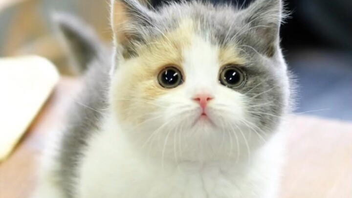 Cepat lihat kucing lucu!