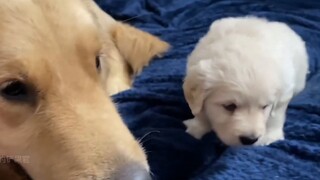 Hành vi khó hiểu của chó, tại sao chó không chống cự khi bị đánh?