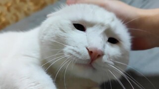 What happens when you pet a cat in reverse?