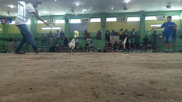 sbsb win nanaman si talisay