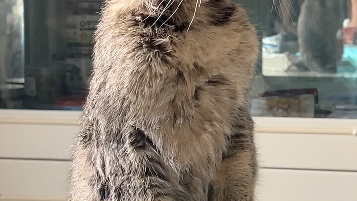 When my cat first saw the fruit…