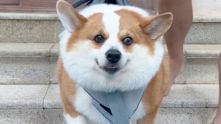 ระดับแร็พของเจ้าตูบนี่จะสามารถเดบิวต์ได้ไหมนะ?