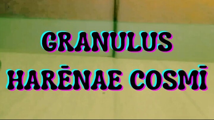 GRANULUS HARĒNAE COSMĪ