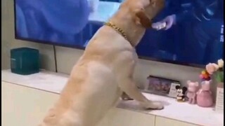 Oh siya tv time muna hahaha... #short #funnyvideos #funnydogvideos #likeandfollow