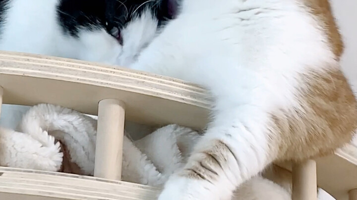 Bro, seorang jagoan nggak boleh biarkan orang lain menjilat bulunya! Itu bukan...