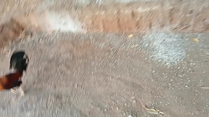 HURON LEMON , GREEN LEGGED vs YELLOW LEGGED.