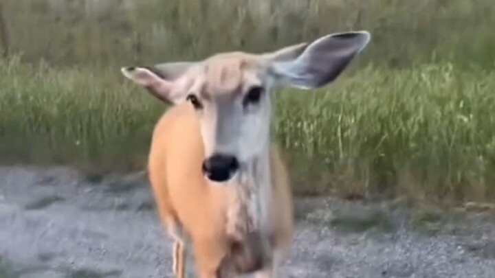 Ears really can fly—so cute!!