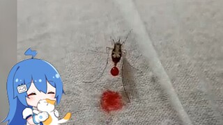 البعوضة: لا، لا، لا. لا تقتلني. سأعيد لك كل دمي.