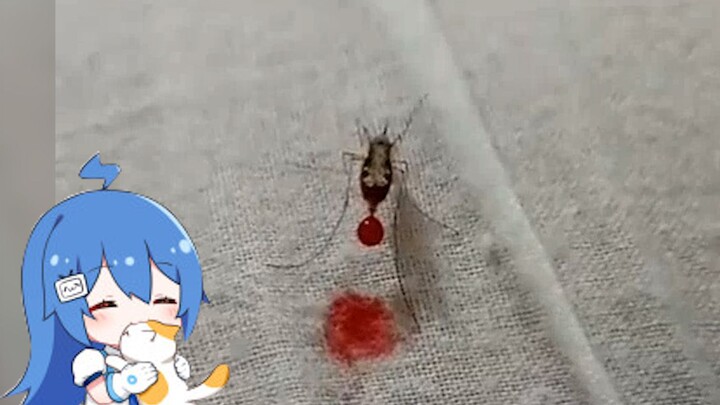 البعوضة: لا، لا، لا. لا تقتلني. سأعيد لك كل دمي.