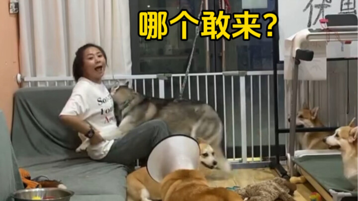 (Five Corgis) Kaka loves me—she’s just a bit blind.