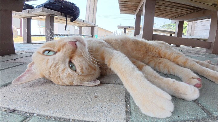 Kucing mengajak manusia ke tempat teduh untuk bersantai