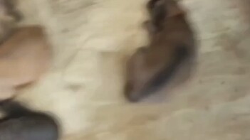 Mau tangkap anjing kecil buat main, tapi...