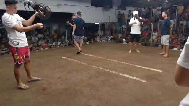 4x Winner Alimbuyogin Broodcock