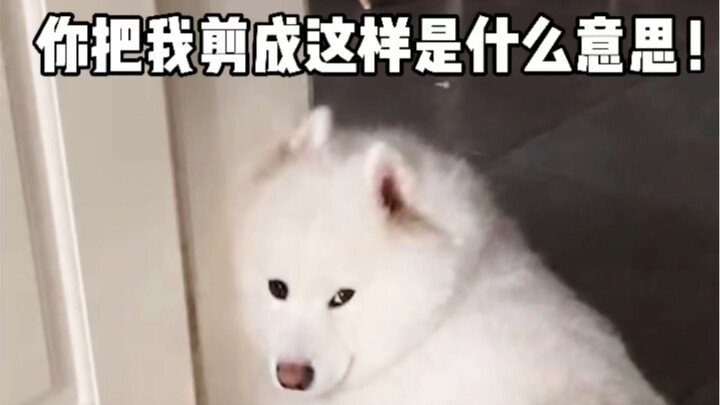 Little Sheep: Am I ugly? Then I’ll leave?