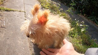 Dance|Dog Plus Bunny Equals?