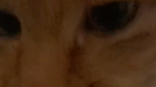 القط البرتقالي، هذا الشيء يشبه تعاطي المخدرات تمامًا، إنه مسكر جدًا!