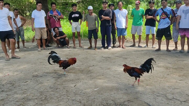 STREET FIGHT SERYE LOSS ANG MANOK NANG KUMPARE KO MAGALING ANG MANOK NANG KALABAN!!!